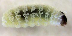 Hypurus bertrandi