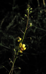 Verbascum daenzeri