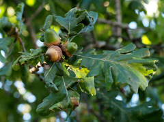 Quercus frainetto