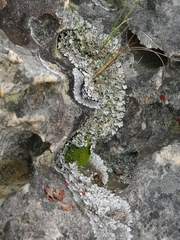 Hypodontium pomiforme