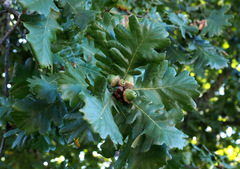 Quercus frainetto