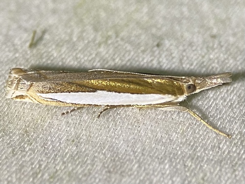 Leach's Grass-veneer photo 4