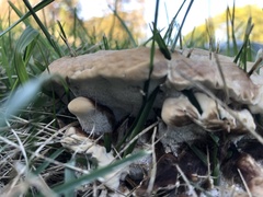 Pseudoinonotus dryadeus