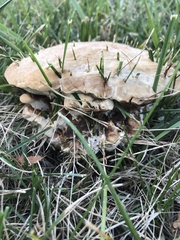 Pseudoinonotus dryadeus