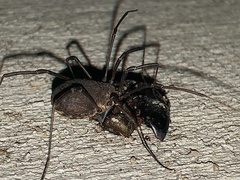 Hadrobunus maculosus