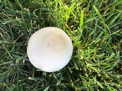 Leucoagaricus leucothites