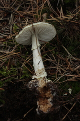 Fungi