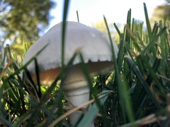 Leucoagaricus leucothites