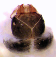 Hypurus bertrandi