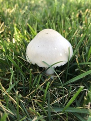Leucoagaricus leucothites