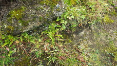 Polypodium vulgare vulgare