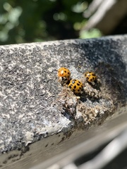 Harmonia axyridis