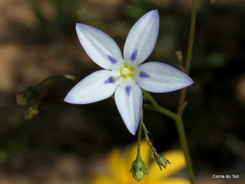 Showy Bluebell