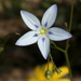 Wahlenbergia annularis - Photo (c) Corrie du Toit, algunos derechos reservados (CC BY-NC), subido por Corrie du Toit