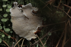 Fungi