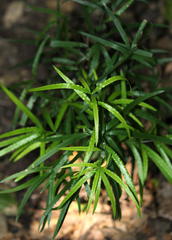 Asparagus falcatus