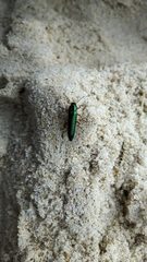 Acropteron