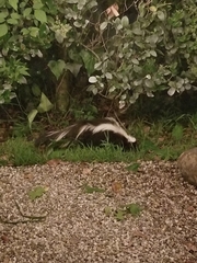 Mephitis mephitis holzneri