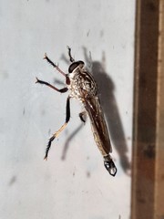 Dolopus simulans