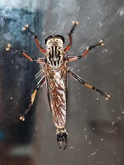 Dolopus simulans