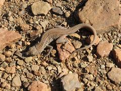 Pedioplanis lineoocellata