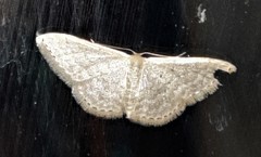 Idaea eretmopus