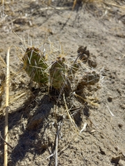 Opuntia × columbiana