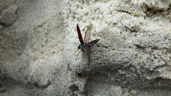 Acropteron