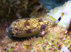 Conus auricomus image