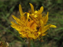 Berkheya discolor