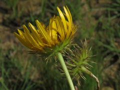 Berkheya discolor