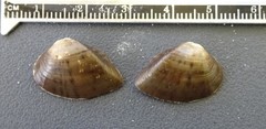 Truncilla truncata