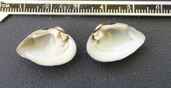 Truncilla truncata