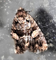 Condica macrosema