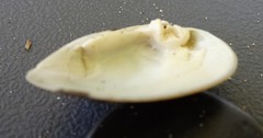 Truncilla truncata