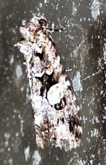 Condica macrosema