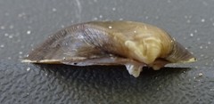 Truncilla truncata