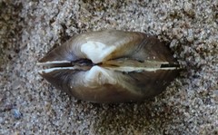 Truncilla truncata