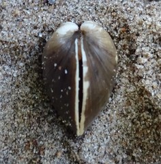 Truncilla truncata