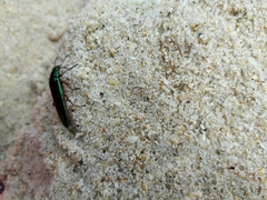 Acropteron