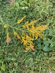 Solidago