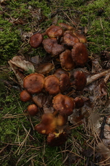 Fungi