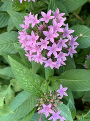 Pentas lanceolata