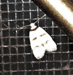 Chezala brachypepla