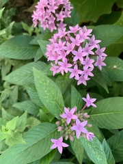 Pentas lanceolata
