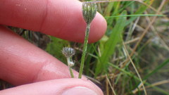 Hieracium thaectolepium