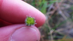 Hieracium thaectolepium