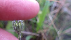 Hieracium thaectolepium
