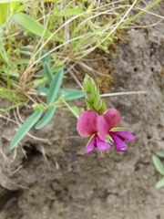 Alysicarpus tetragonolobus