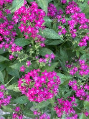 Pentas lanceolata
